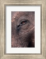 Asian Elephant's Eye, Kaziranga National Park, India Fine Art Print