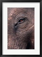 Asian Elephant's Eye, Kaziranga National Park, India Fine Art Print