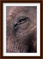 Asian Elephant's Eye, Kaziranga National Park, India Fine Art Print