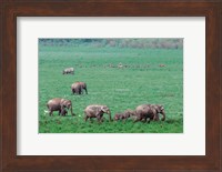 Asian Elephant in Kaziranga National Park, India Fine Art Print