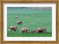 Asian Elephant in Kaziranga National Park, India Fine Art Print