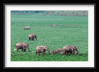 Asian Elephant in Kaziranga National Park, India Fine Art Print