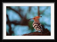 Common Hoopoe in Bandhavgarh National Park, India Fine Art Print