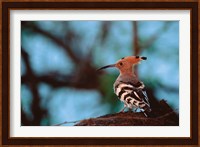 Common Hoopoe in Bandhavgarh National Park, India Fine Art Print