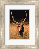 Chital in Bandhavgarh National Park, India Fine Art Print