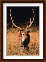 Chital in Bandhavgarh National Park, India Fine Art Print