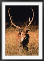 Chital in Bandhavgarh National Park, India Fine Art Print