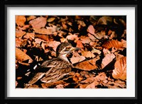 Eurasian Thick-knee in Bandhavgarh National Park, India Fine Art Print