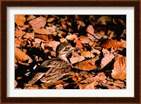 Eurasian Thick-knee in Bandhavgarh National Park, India Fine Art Print