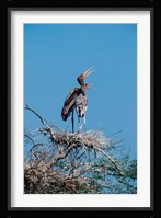 A pair of Painted Stork in a tree, India Fine Art Print