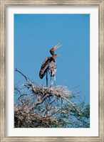 A pair of Painted Stork in a tree, India Fine Art Print
