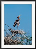 A pair of Painted Stork in a tree, India Fine Art Print