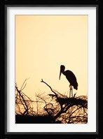 Painted Stork in Bandhavgarh National Park, India Fine Art Print