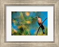 Indian Roller in Bandhavgarh National Park, India Fine Art Print