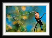 Indian Roller in Bandhavgarh National Park, India Fine Art Print