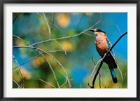 Indian Roller in Bandhavgarh National Park, India Fine Art Print