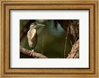 Little Heron in Bandhavgarh National Park, India Fine Art Print