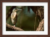 Little Heron in Bandhavgarh National Park, India Fine Art Print