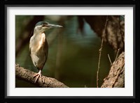 Little Heron in Bandhavgarh National Park, India Fine Art Print