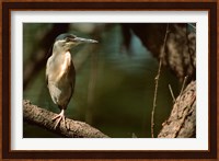 Little Heron in Bandhavgarh National Park, India Fine Art Print