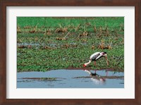 Painted Stork by the water, India Fine Art Print