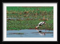 Painted Stork by the water, India Fine Art Print