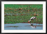 Painted Stork by the water, India Fine Art Print