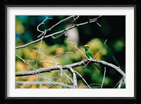 Green Bee-eater in Bandhavgarh National Park, India Fine Art Print