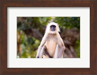 Monkey, Ranthambore National Park, Rajastan, India Fine Art Print
