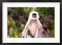 Monkey, Ranthambore National Park, Rajastan, India Fine Art Print