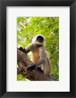 Monkey, Rajastan, India Fine Art Print