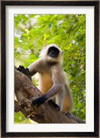 Monkey, Rajastan, India Fine Art Print