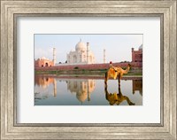 Young Boy on Camel, Taj Mahal Temple Burial Site at Sunset, Agra, India Fine Art Print