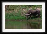Water Buffalo in Kaziranga National Park, India Fine Art Print