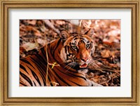 Bengal Tiger in Bandhavgarh National Park, India Fine Art Print