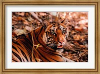 Bengal Tiger in Bandhavgarh National Park, India Fine Art Print