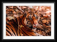Bengal Tiger in Bandhavgarh National Park, India Fine Art Print