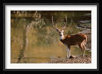 Chital at Water's Edge in Bandhavgarh National Park, India Fine Art Print
