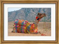 Brightly decorated camel, Pushkar, Rajasthan, India. Fine Art Print