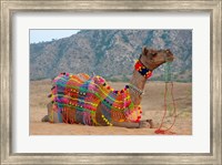 Brightly decorated camel, Pushkar, Rajasthan, India. Fine Art Print