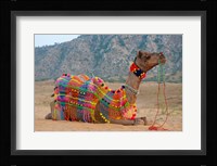 Brightly decorated camel, Pushkar, Rajasthan, India. Fine Art Print