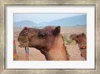 Close-up of a camel, Pushkar, Rajasthan, India. Fine Art Print