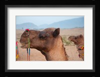 Close-up of a camel, Pushkar, Rajasthan, India. Fine Art Print
