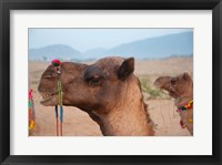Close-up of a camel, Pushkar, Rajasthan, India. Fine Art Print