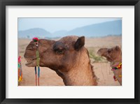 Close-up of a camel, Pushkar, Rajasthan, India. Fine Art Print