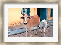 Cow and calf on the street, Jojawar, Rajasthan, India. Fine Art Print