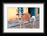 Cow and calf on the street, Jojawar, Rajasthan, India. Fine Art Print