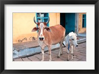 Cow and calf on the street, Jojawar, Rajasthan, India. Fine Art Print