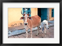Cow and calf on the street, Jojawar, Rajasthan, India. Fine Art Print