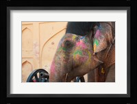 Decorated elephant at the Amber Fort, Jaipur, Rajasthan, India. Fine Art Print